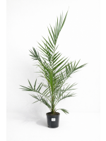 Phoenix Canariensis - Daktyloweic Kanaryjski 100-120 cm